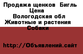 Продажа щенков “Бигль“ › Цена ­ 1 - Вологодская обл. Животные и растения » Собаки   
